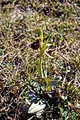 Fra gli Ulivi del Garda. Tra la vegetazione mediterranea l'orchidea selvatica  una piacevole scoperta (Ophrys).